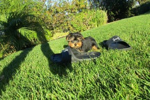 Yorkshire Terrier Puppies