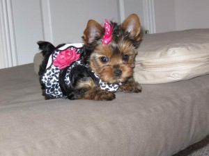 Charming T-Cup Yorkie Puppies Available