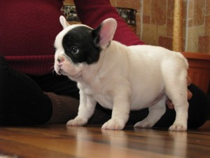 French Bulldog Puppies for Adoption