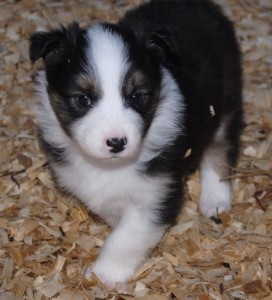 Tri-Colored Australian Shepherd