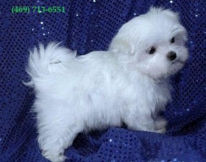 Maltese Puppies for Adoption