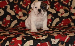 Xmas English Bulldog Puppy