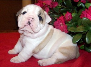 CUTE Bulldog Puppies