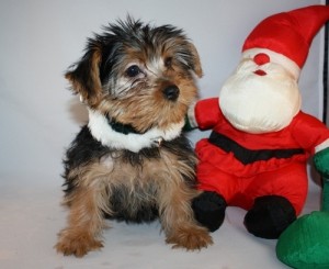 AKC Yorkshire Terrier Puppies - 12 Weeks Old