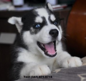 Wonderful Siberian Husky Puppies