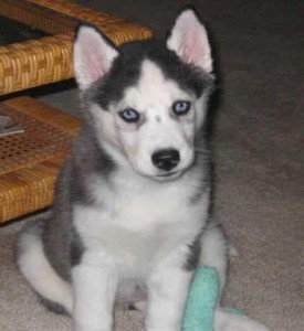 Siberian Husky Pups for Sale