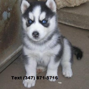 Siberian Husky Pups for Re-homeing