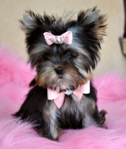 Charming Teacup Yorkie for Adoption