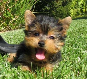 Lovely Yorkie Pups