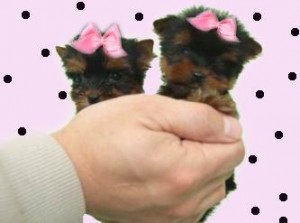 Lovely Teacup Male and Female Yorkshire Terrier