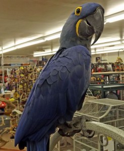 Hyacinth Macaw Parrots