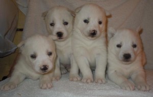 Siberian Husky Puppies