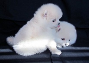 Teacup Pomeranian Puppies for Christmas