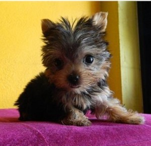 Yorkie Puppies for Sale