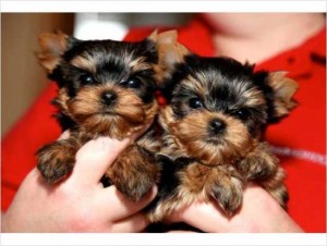 Male and Female Yorkie Puppies Available Now