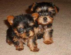 CKC TEACUP YORSHIRE TERRIER PUPPIES