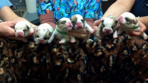 English Bulldog Puppies for Sale