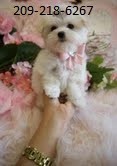 Maltese Pups for Available for X-mass