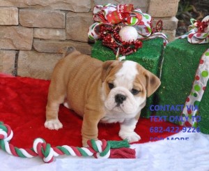 Wonderful English Bulldog Puppies Available