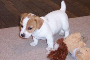 Male and Female Jack Russell Puppies