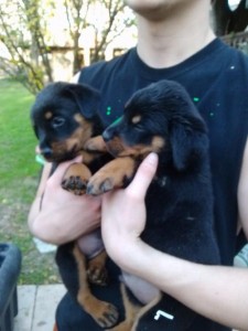 Potty Trained Rottweiler Puppies