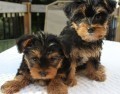 Yorkiepoo Pups for Re-homing