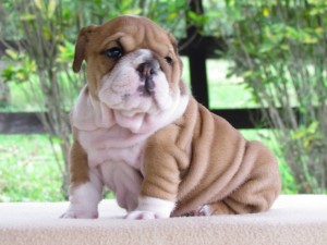 English Bulldog Puppies For Adoption