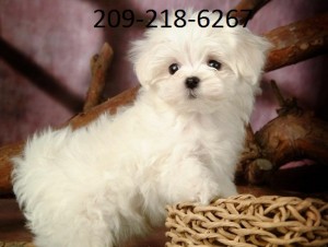 Playfully Maltese Pups for Adoption