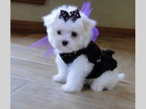 Jovial Teacup Maltese Pups for Sale