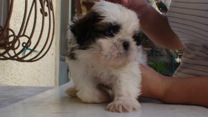 Cute Shih Tzu Puppies Available Now For Adoption