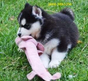 Fantastic Siberian Husky Pups