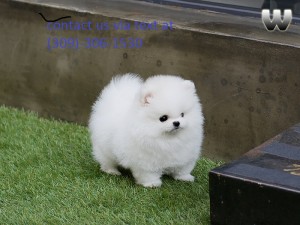 Fantastic Teacup Pomeranian Pups