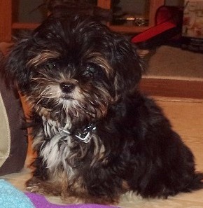 Teacup Shorkie Puppies (Yorkshire Terrier / Shih zu )