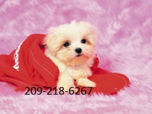 Beautiful Maltese Puppies for Free