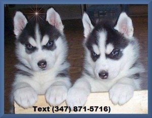 Siberian Husky for Adoption