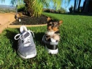 Adorable Teacup Male Yorkie Puppy