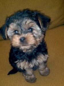 Yorkie Puppies for Sale