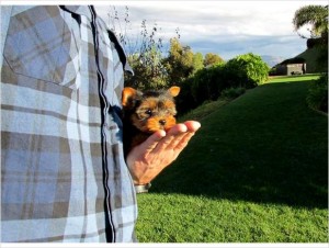 Gorgeous AKC Yorkie Puppy for Sale - 10 Weeks