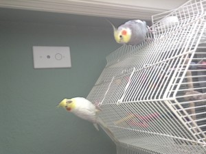 REHOMING 2 COCKATIELS **  MUST SEE!!