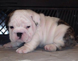 Male &amp; Female English Bulldog Puppies Available