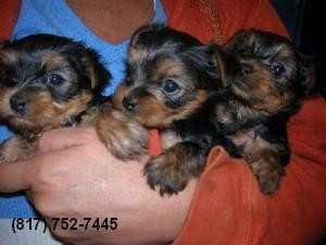 AKC Yorshire Terriers for sale