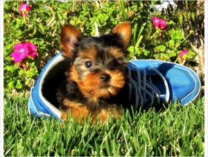 Teacup Yorkies for Sale