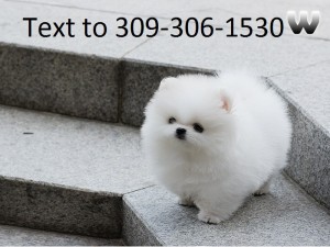 Pomeranian Puppies Now Available