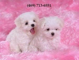 Charming Maltese Puppies For Adoption