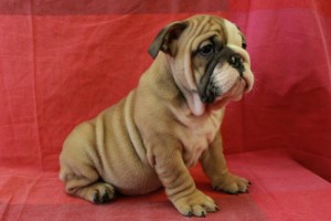 English Bulldog Puppies for Adoption