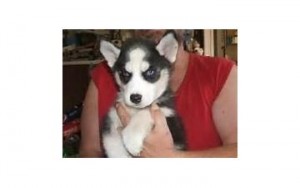 BLUE EYES HUSKY PUPPIES FOR ADOPTION