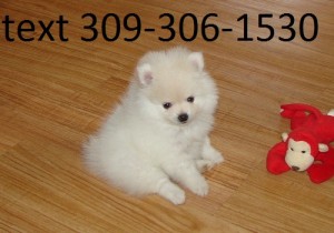 Pomeranian Pups Available