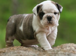 Cute and Adorable English Bulldog Puppy