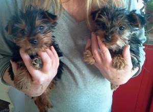 Perfect Tea-Cup Yorkie Puppies