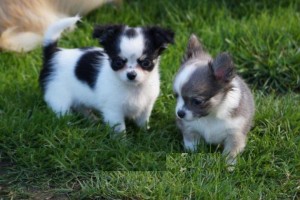 Chihuahua Puppies for Adoption